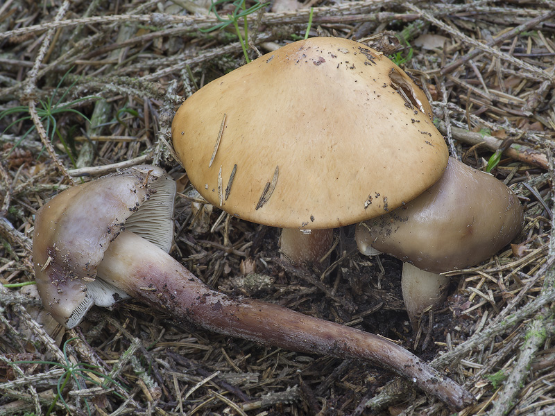 Phaeocollybia lugubris